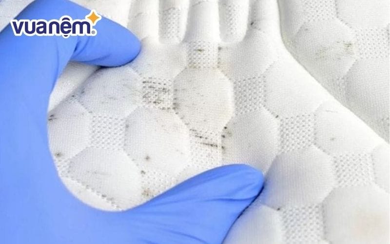 Để ý những dấu hiệu khi nệm bị mốc