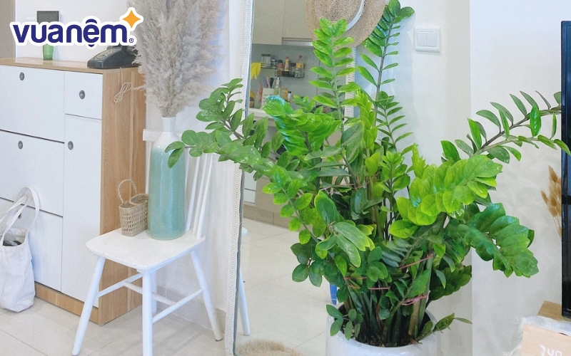 Trồng cây xanh giúp giảm bụi, tăng cường oxy