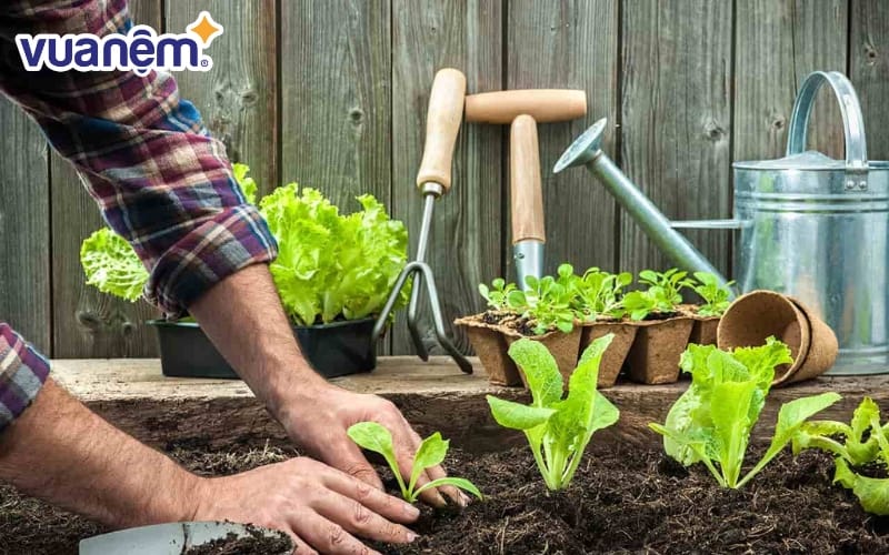 Tại sao làm vườn giúp bạn ngủ ngon hơn?