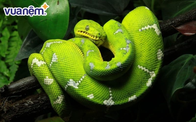 Giải mã giấc mơ thấy rắn trong từng trường hợp