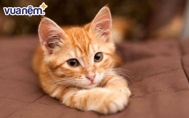 Giải mã ý nghĩa giấc mơ thấy mèo dưới góc độ khoa học giấc ngủ