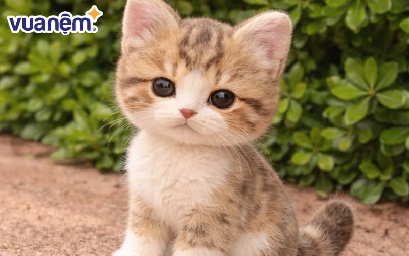Mơ thấy mèo con gợi nhắc sự mong manh và nhu cầu được chăm sóc