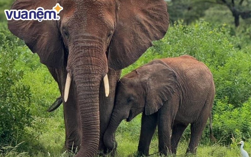 Voi gắn với ký ức sâu sắc và những điều khó quên