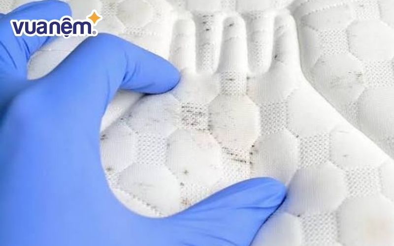 Nệm xuất hiện các vết nấm mốc sau thời gian dài sử dụng